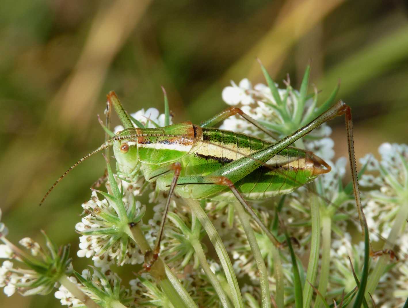 Phaneropteridae: Poecilimon jonicus superbus